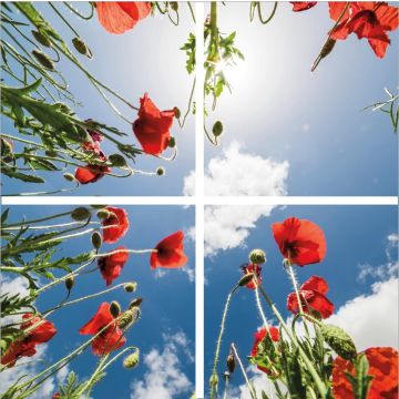 VNL Fotoprint Afbeelding Klaproos Verdeeld Over 4 Panelen 595 X 595 mm 