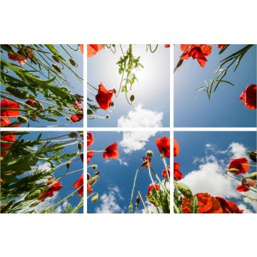 VNL Fotoprint Afbeelding Klaproos Verdeeld Over 6 Panelen 595 X 595 mm 