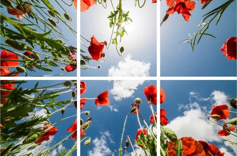 ELP Onderdeel | fotoprint afbeelding klaproos | verdeeld over 6 panelen | 595 x 595 mm
