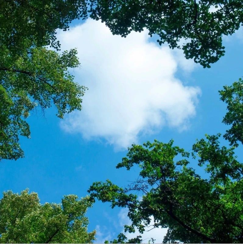 ELP Onderdeel | fotoprint afbeelding wolk-bos verdeeld over 1 paneel 595 x 595 mm